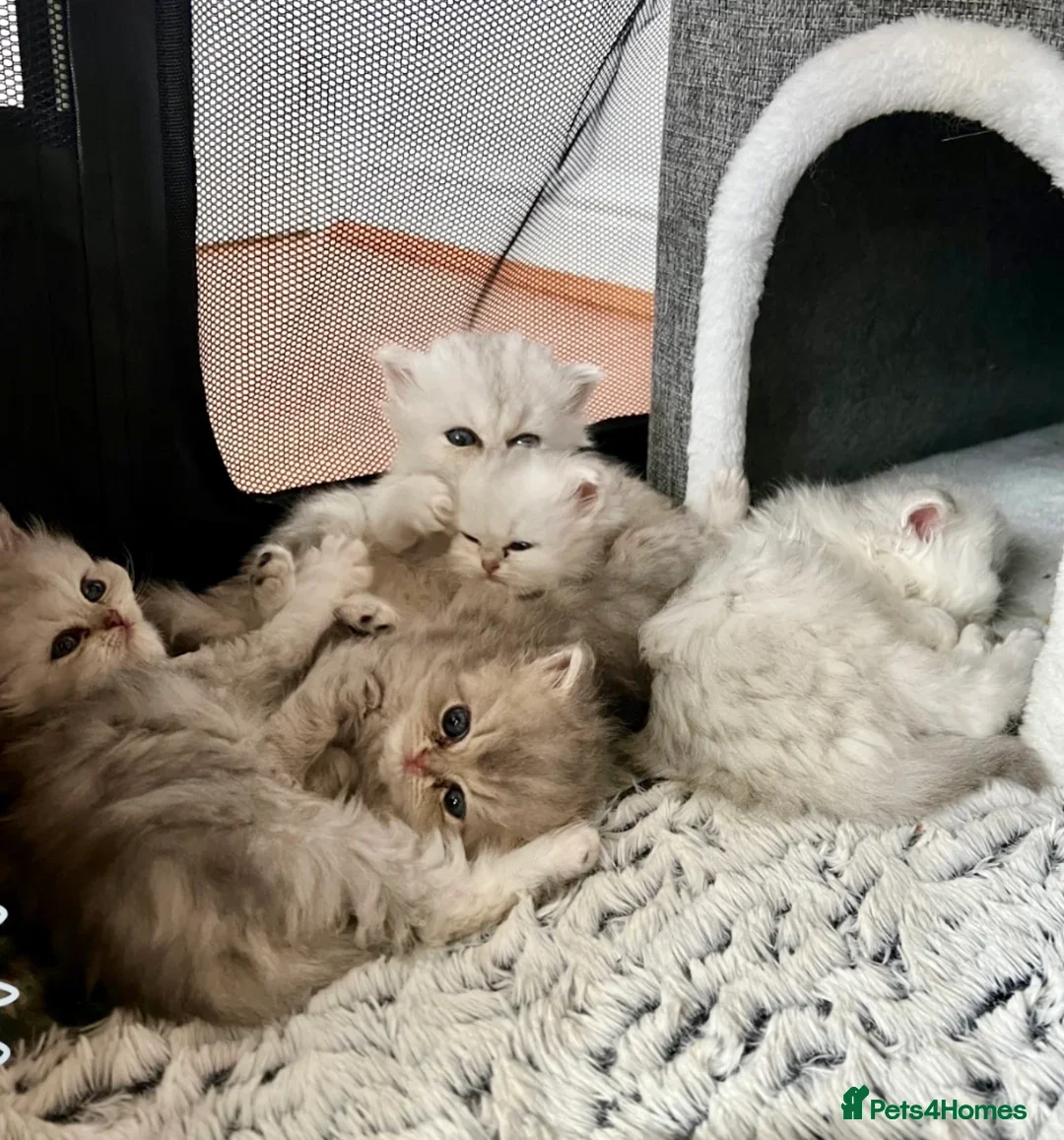 Persian cats Pure Persian Chinchilla kittens - Advert 17