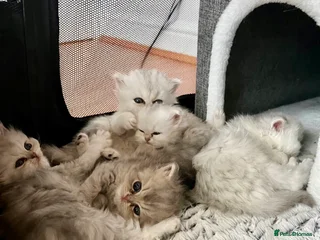 Persian cats - Advert 16