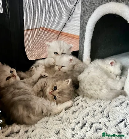 Persian cats - Advert 15