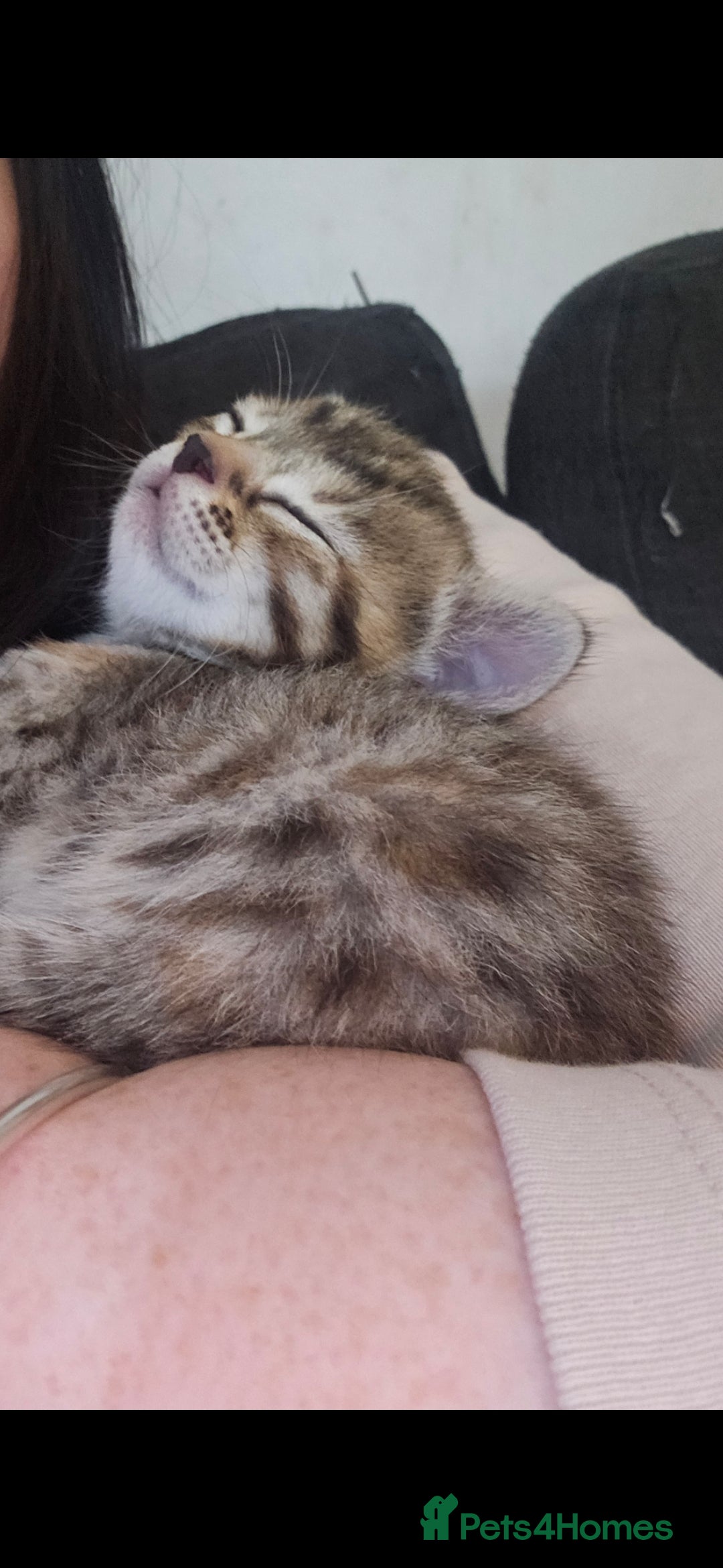 Mixed Breed cats for sale: Bengal cross kittens. 4 left!!! - Image 24