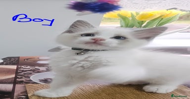 Ragdoll cats - Advert 9