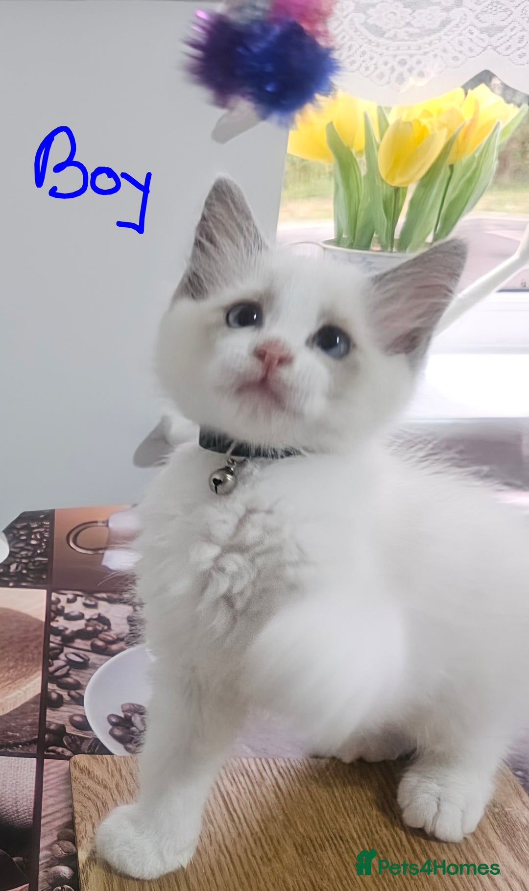 Ragdoll cats for sale: Ragdoll 2 girl🐈 and 3 boy🐈‍⬛. - Image 3