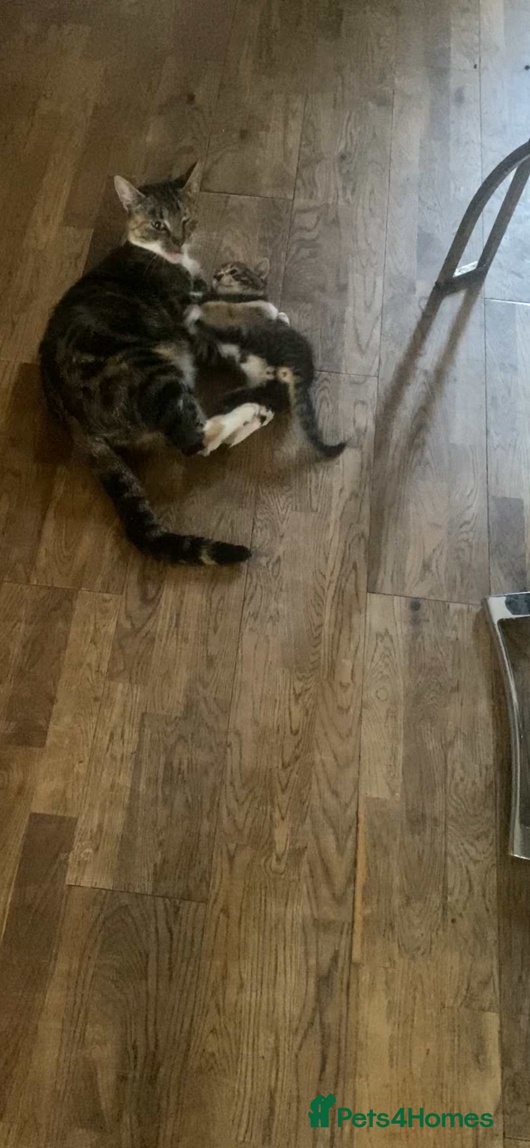 Mixed Breed cats for sale: Playful male kitten(grey/black) - Image 5