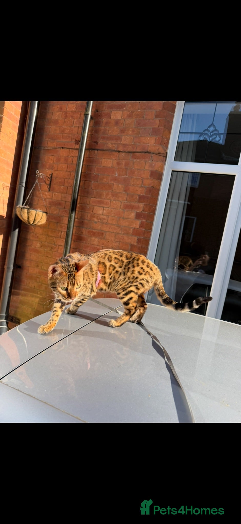 Bengal cats Beautiful purebred bengal cat Half Champion🐆 - Advert 2