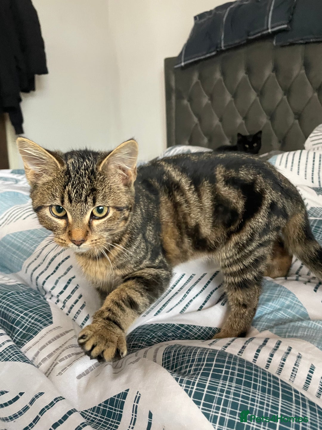 Bombay cats for sale: Adorable 3 Healthy kittens ready for new homes - Image 8