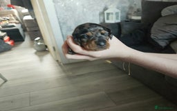 Dachshund dogs for sale: Beautiful litter of miniature daschunds  - Advert 2