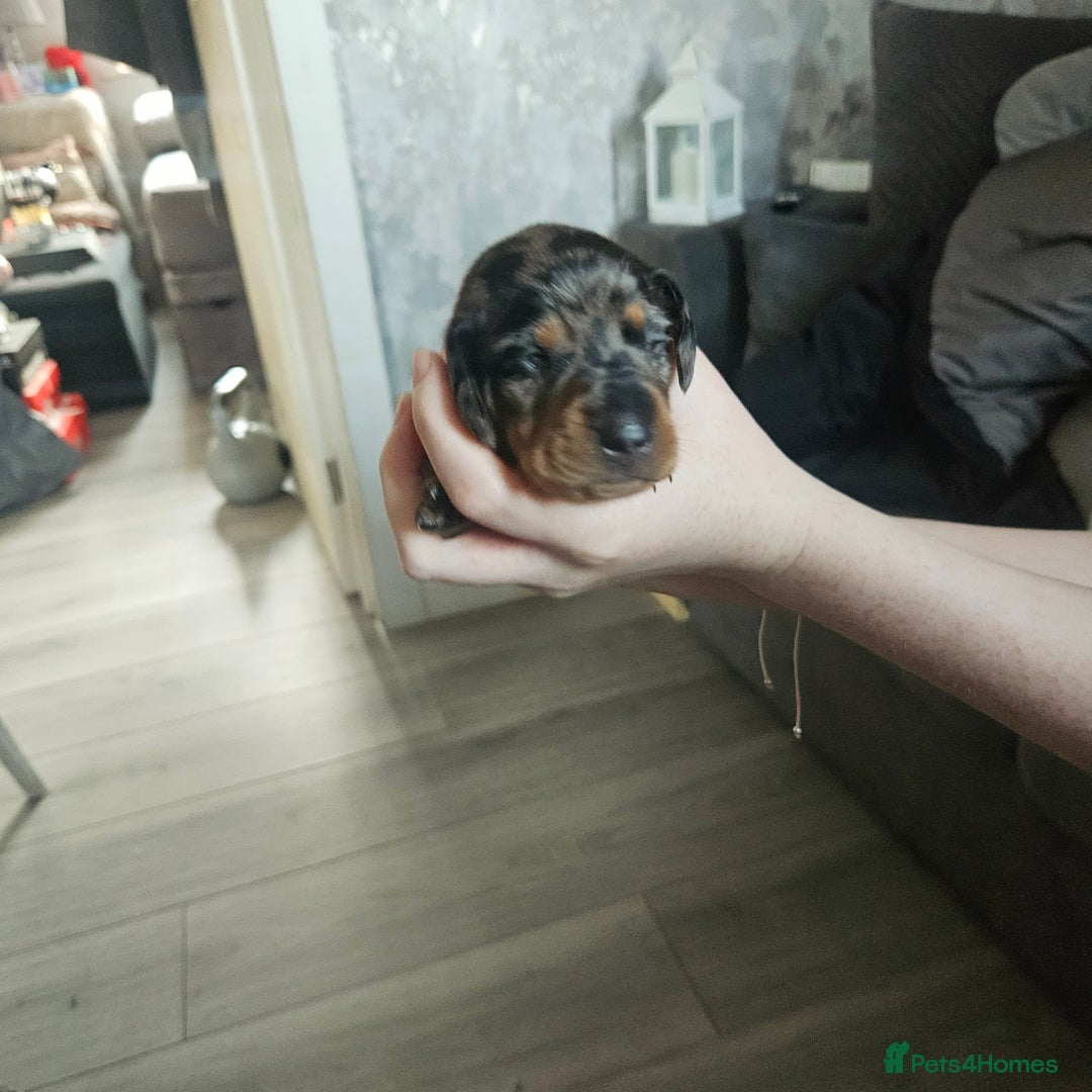 Dachshund dogs for sale: Beautiful litter of miniature daschunds  - Advert 2