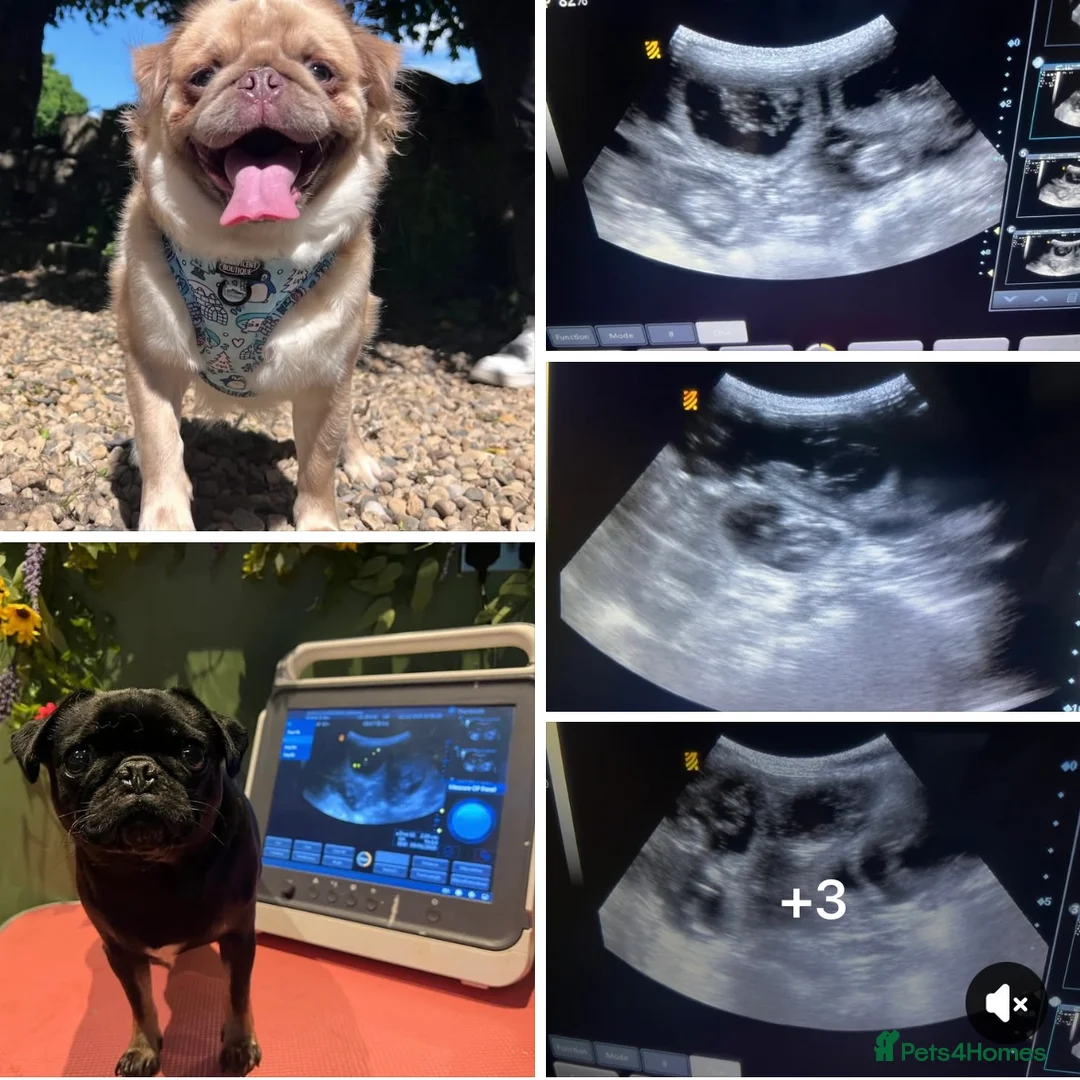 Pug dogs for sale: Pugs for sale kc registered  - Advert 4