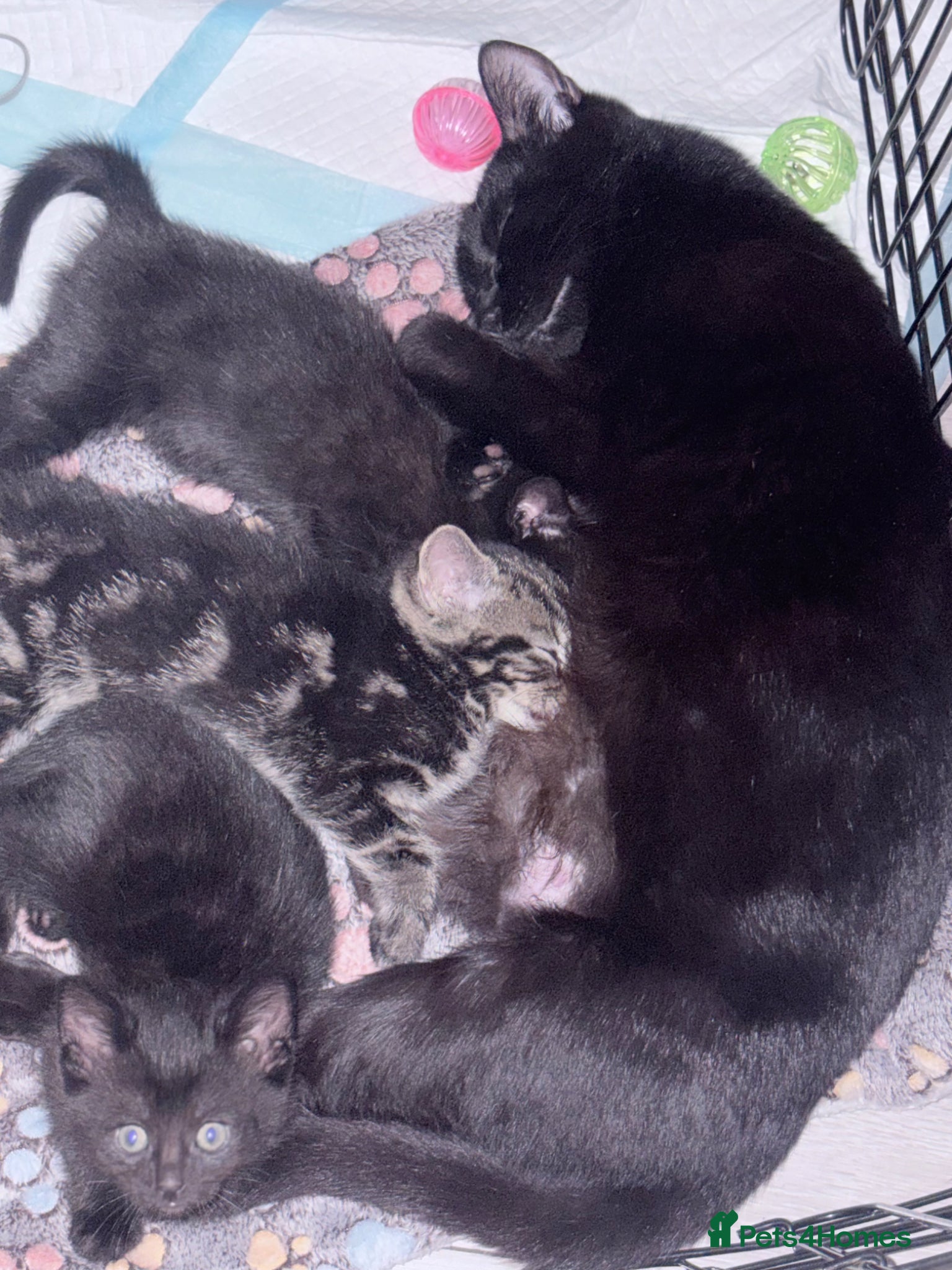 Mixed Breed cats Adorable kitten ready for new homes  - Advert 1