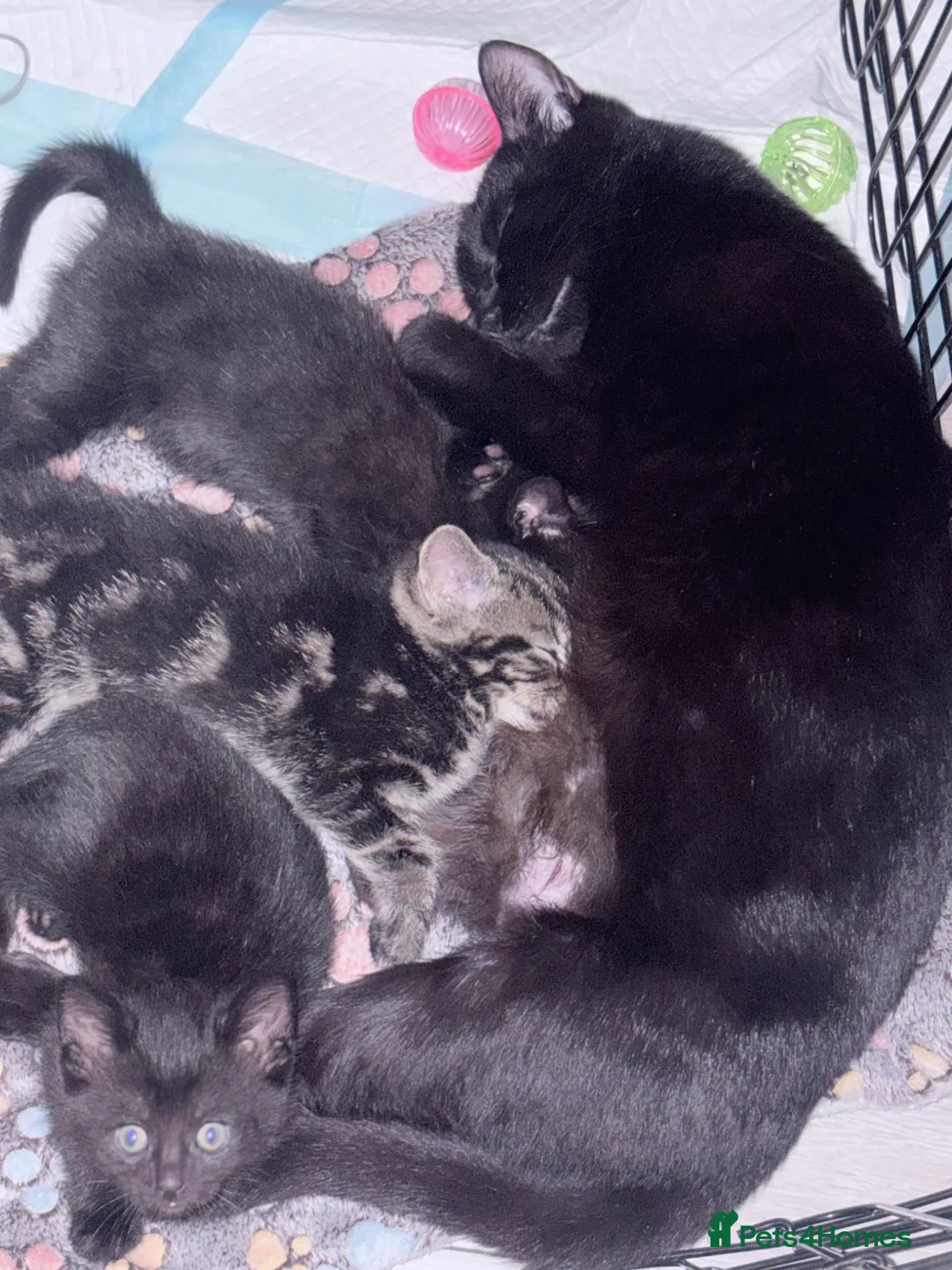 Mixed Breed cats for sale: Adorable kitten ready for new homes  - Advert 1