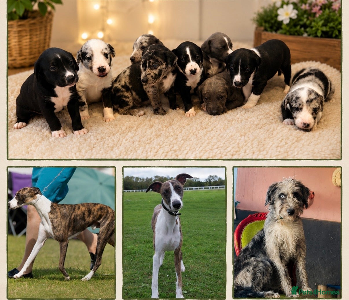 Mixed Breed dogs The most beautiful Beddie x whippet x collie  - Advert 1