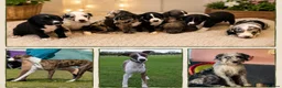 Mixed Breed dogs for sale: The most beautiful Beddie x whippet x collie  - Advert 1