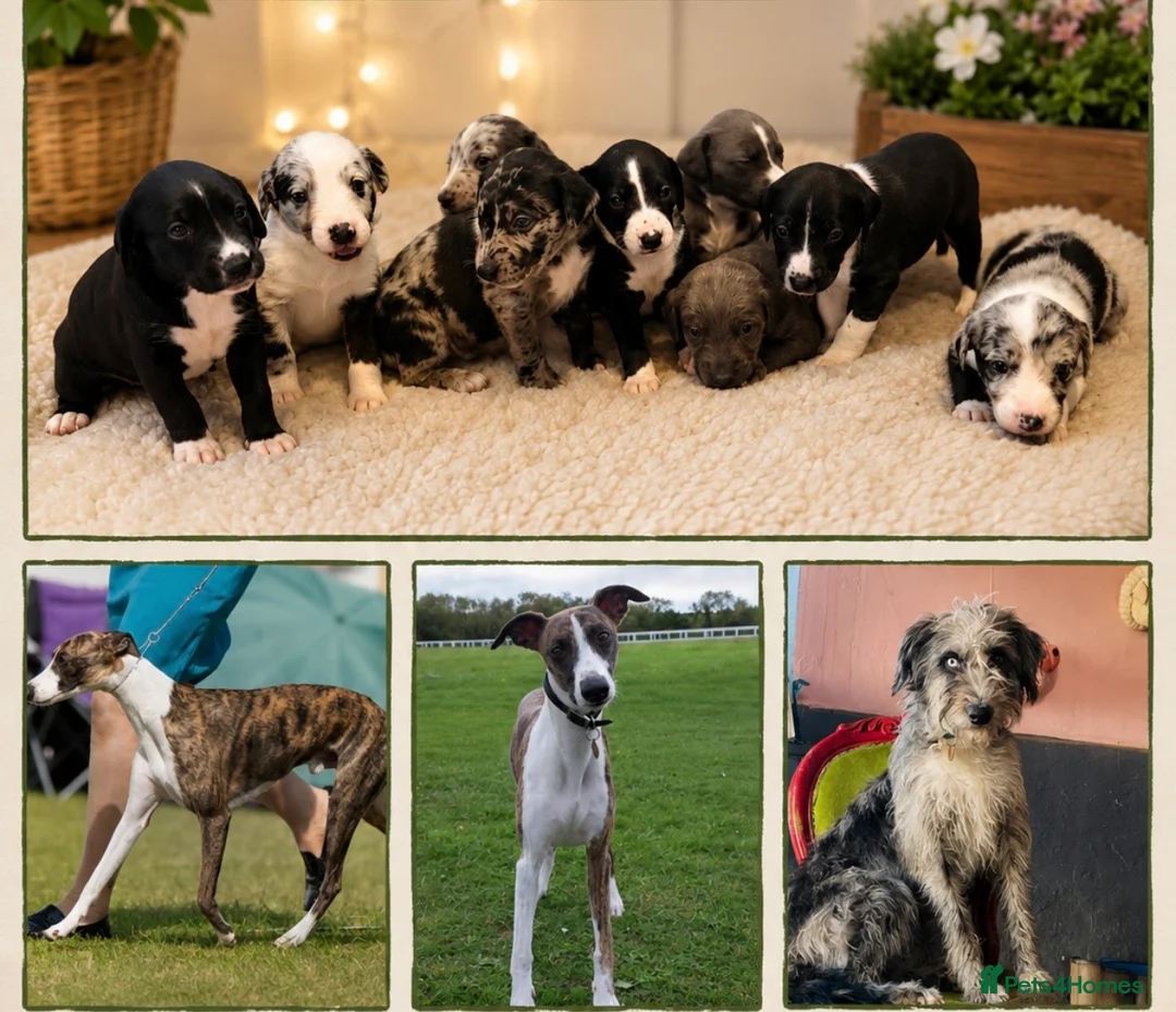 Mixed Breed dogs for sale: The most beautiful Beddie x whippet x collie  - Advert 1