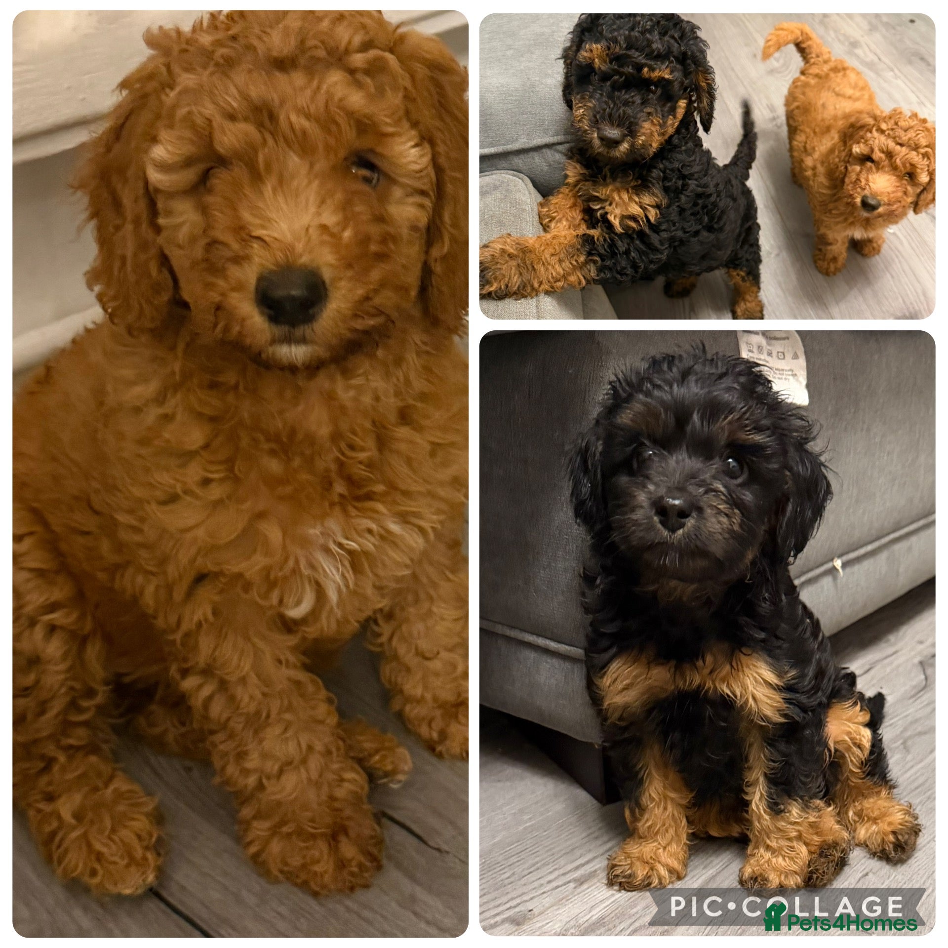Cockapoo dogs Beautiful f1b cockapoos 1 girl 2 boys READY NOW - Advert 1