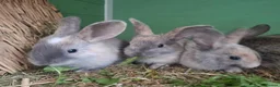 Mixed Breed rabbits for sale: Baby rabbits - Advert 14