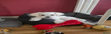 Maltese 1