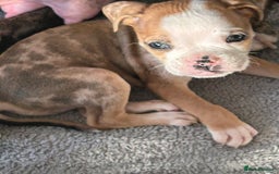 Old Tyme Bulldog dogs for sale: Beautiful old tyme bulldogs  - Image 5