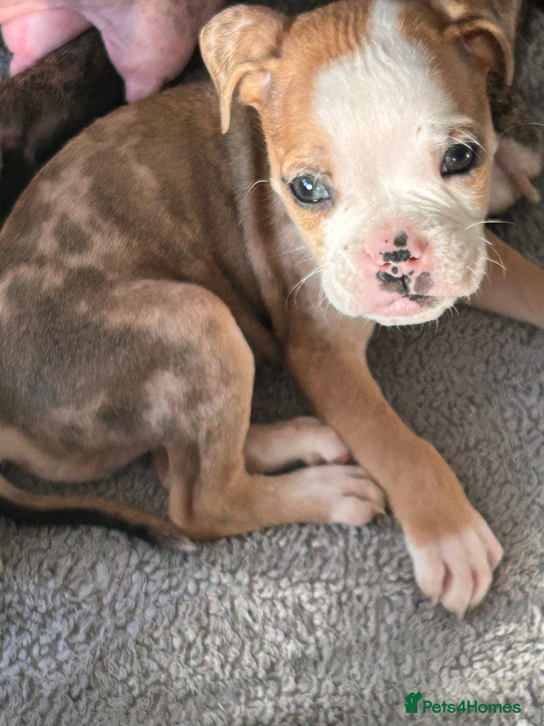 Old Tyme Bulldog dogs for sale: Beautiful old tyme bulldogs  - Image 5