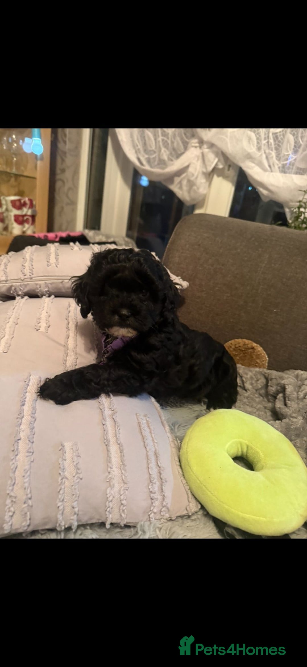 Cockapoo dogs for sale: Cockapoo puppies - Advert 5