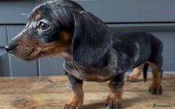 Dachshund dogs for sale: Ready Now, Male Black and Tan Dachshund  - Image 26