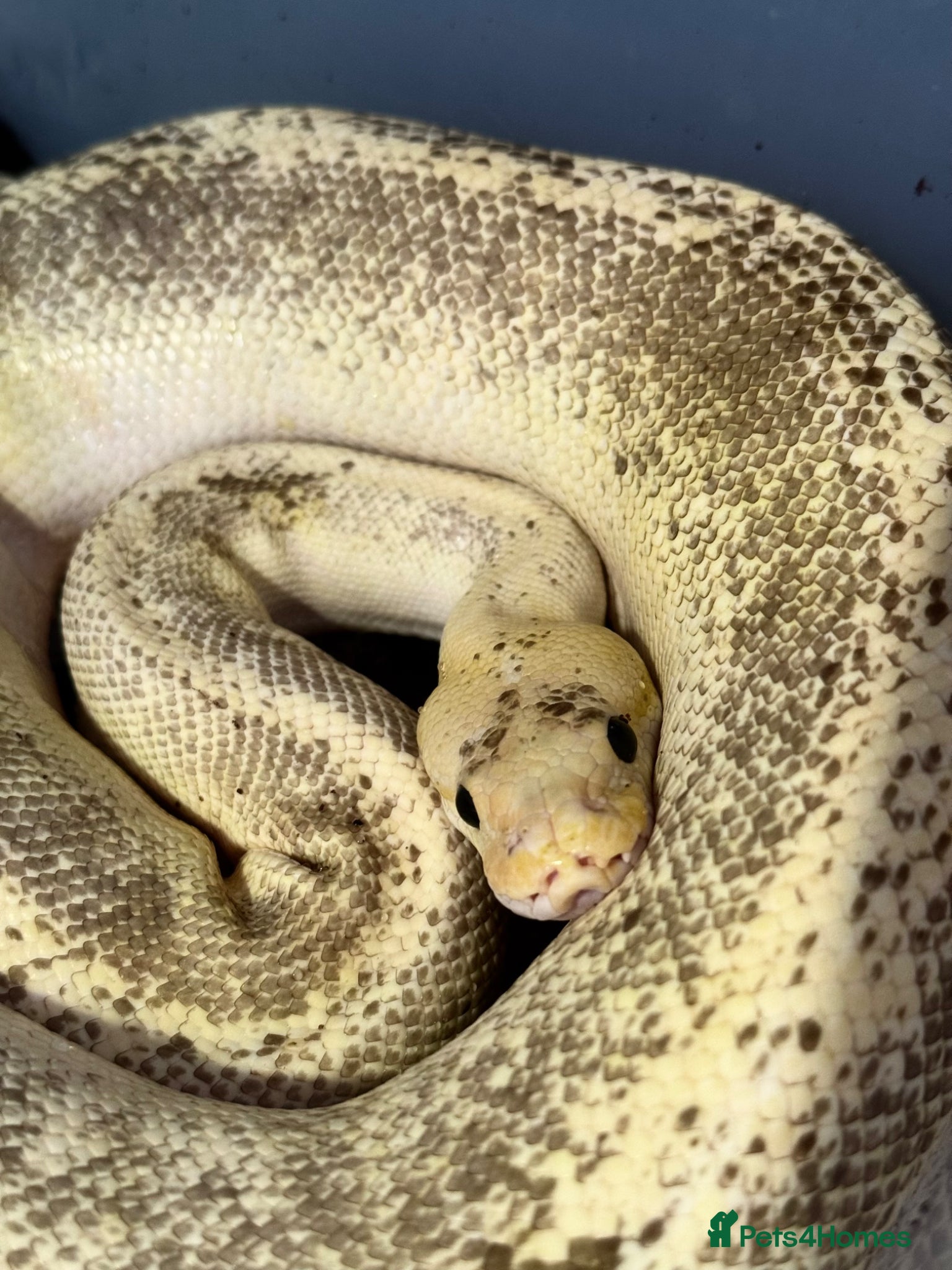 Python Snake reptiles 4 friendly Ball Royal Python for sale - Advert 4