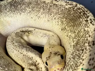 Python Snake reptiles 4 friendly Ball Royal Python for sale - Advert 4