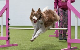 Border Collie dogs for sale: Upcoming Litter Announcement. Join the Waitlist 🐾 - Image 2