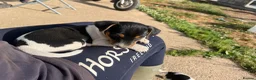 Jack Russell dogs for sale: Cracking Jack Russell puppies  in Newton Abbot - Advert 4