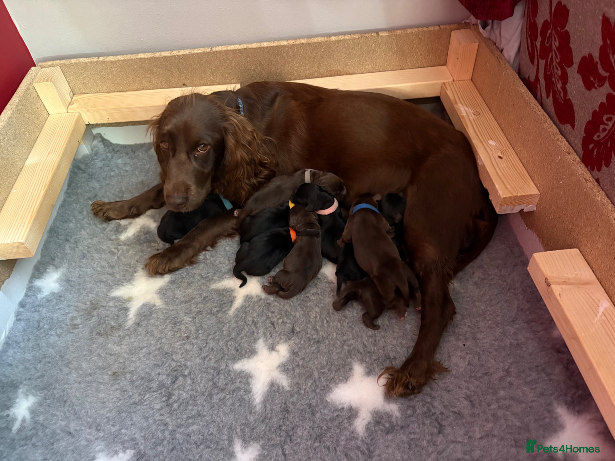 Cocker Spaniel dogs for sale: Litter of 10 gorgeous working Cocker Spaniels in Norwich - Advert 10