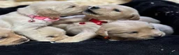 Golden Retriever dogs for sale: Golden Retriever Puppies For Sale  - Advert 11