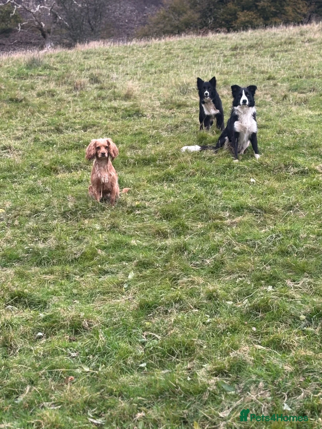 Border Collie dogs for sale: Beautiful border collie puppies  - Advert 7