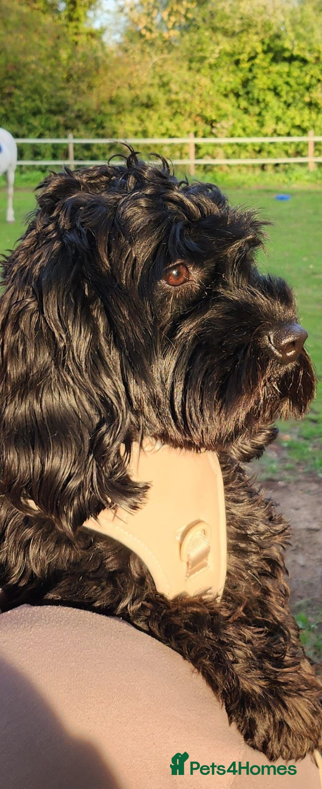 Cavapoo dogs for sale: Extensively Health Tested Cavapoo Pups - List Open - Advert 16