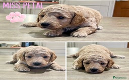 Cockapoo dogs for sale: Beautiful health tested cockapoos, ready Nov 💙💗 - Image 1
