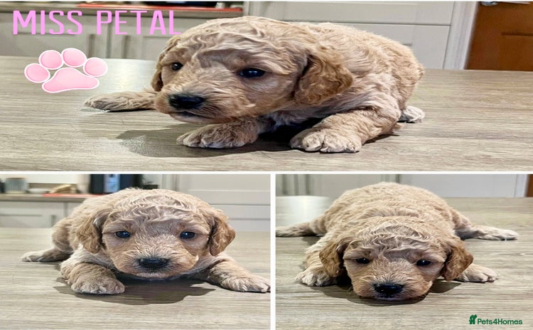 Cockapoo dogs - Advert 5