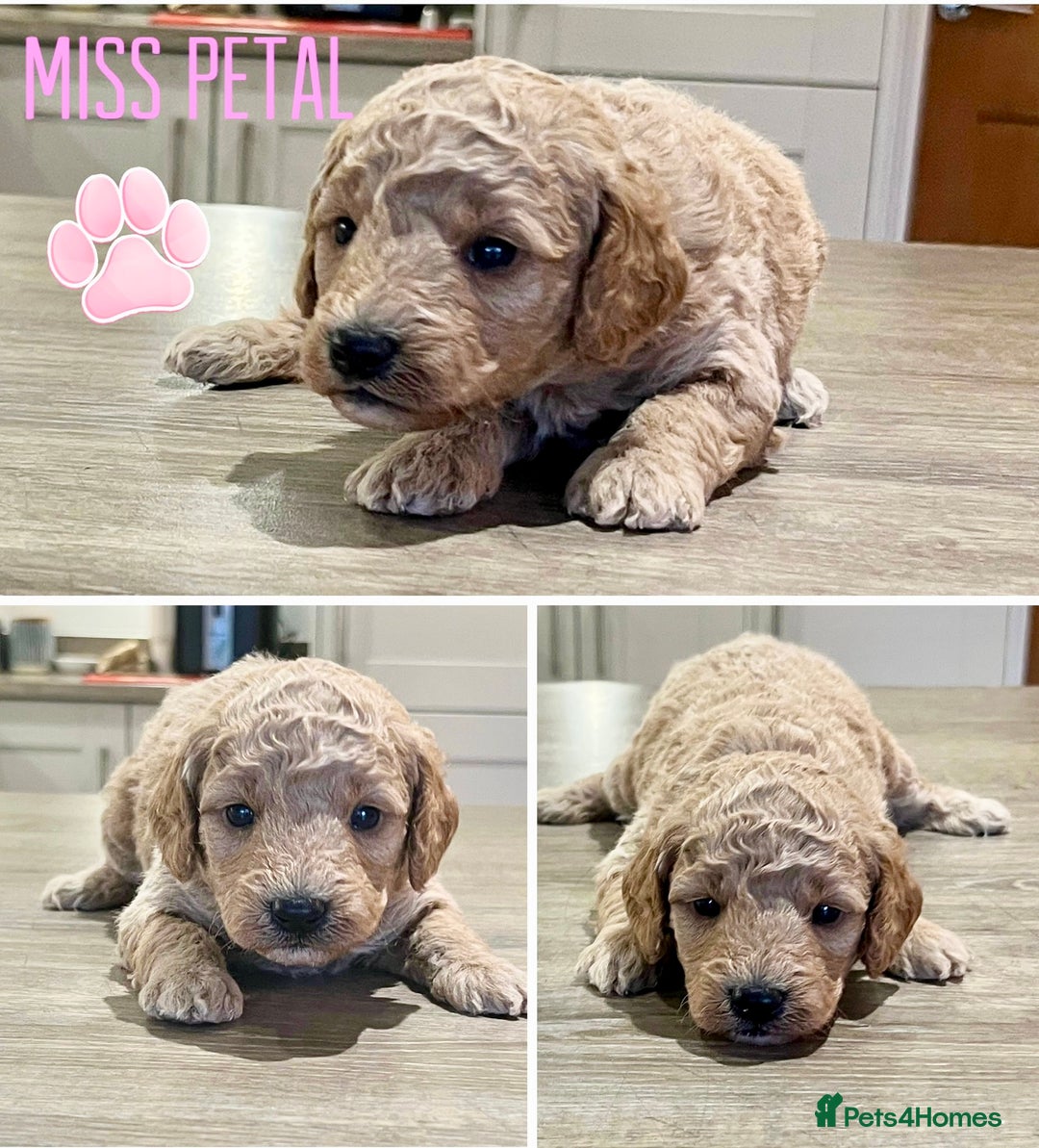 Cockapoo dogs for sale: Beautiful health tested cockapoos, ready Nov 💙💗 - Image 1