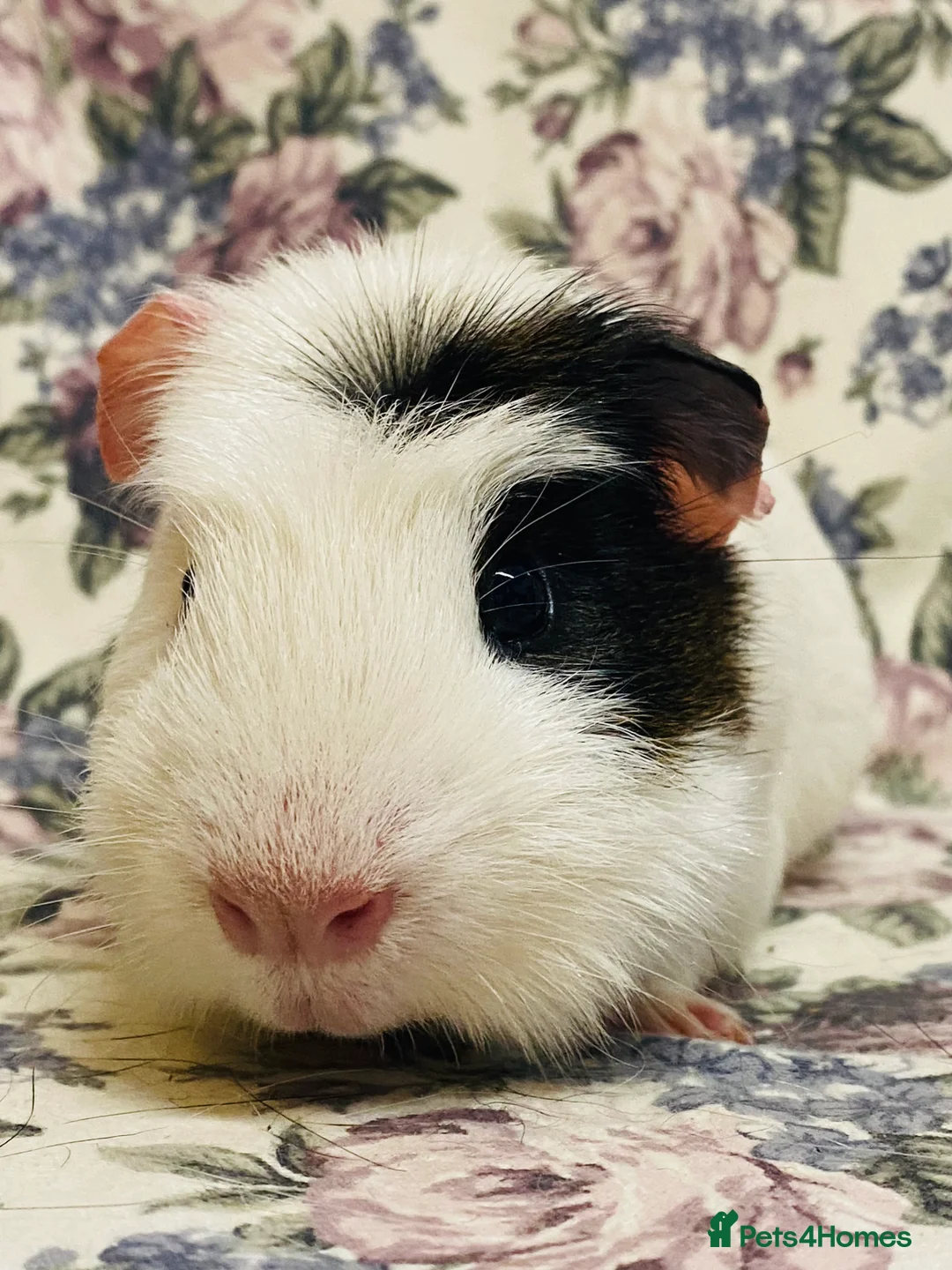 Guinea Pig rodents for sale: Pretty mix of male guineapig babies and youngsters - Advert 34
