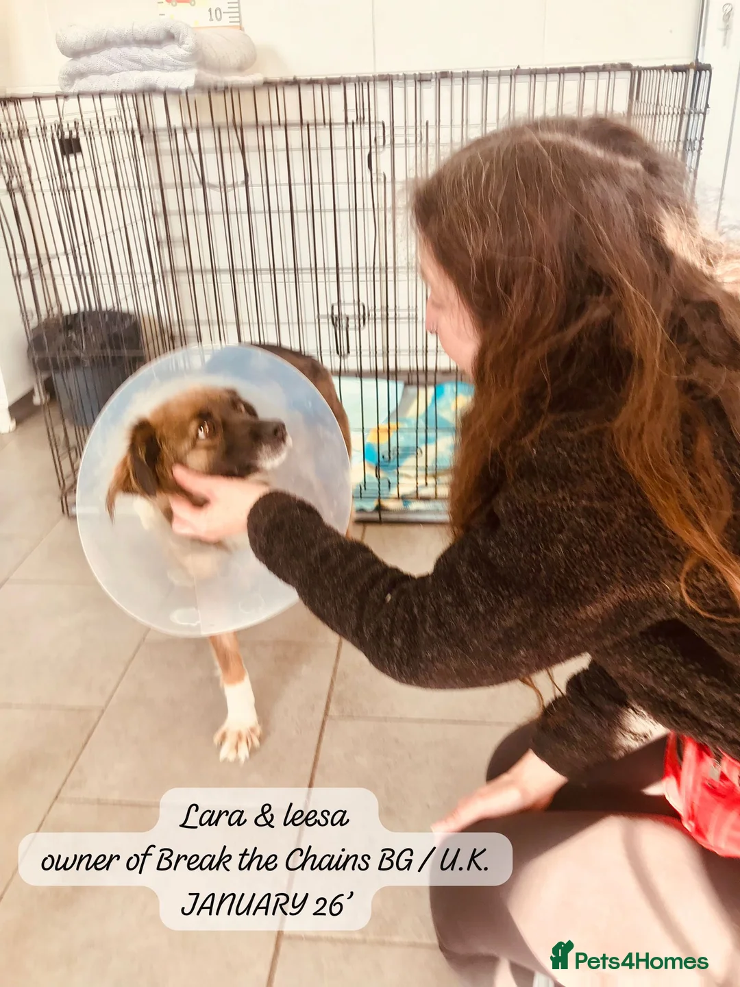 Mixed Breed dogs for adoption: Lara, 6 yrs old approx. Available for adoption. - Advert 4