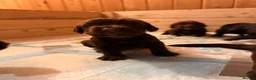 Cocker Spaniel dogs for sale: Cocker Spaniel Puppies - working type - Advert 8