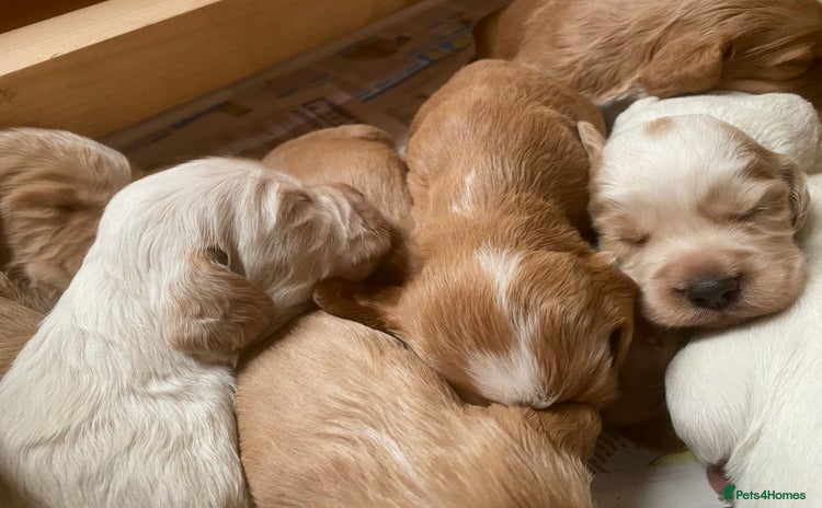Cocker Spaniel dogs - Advert 16