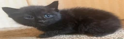 Mixed Breed cats for sale: Kittens  - Advert 3