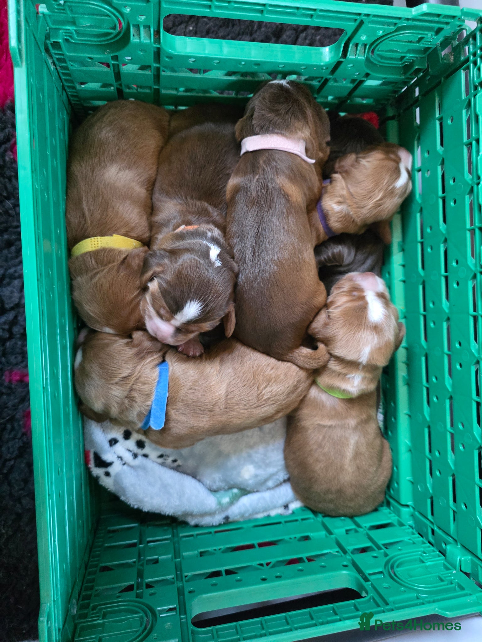 Cocker Spaniel dogs Three golden working cocker spaniel boys - Advert 13