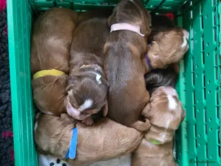 Cocker Spaniel dogs Three golden working cocker spaniel boys - Advert 13