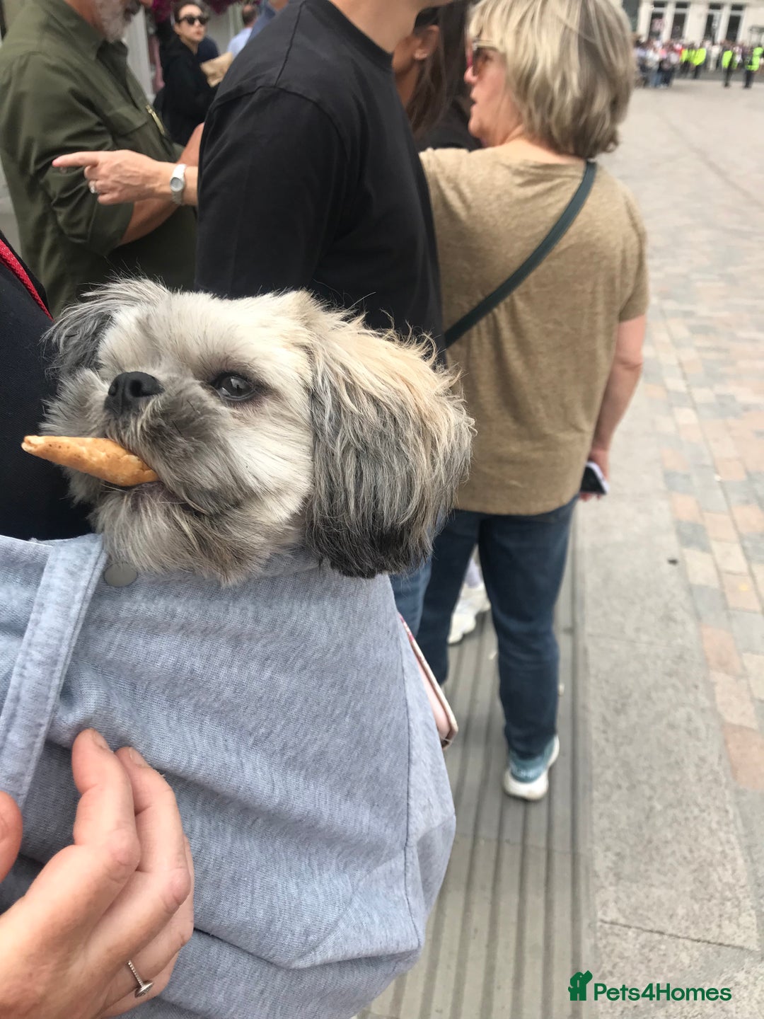 Shih Tzu dogs for sale: Buddy miniature shih tzu  - Image 2