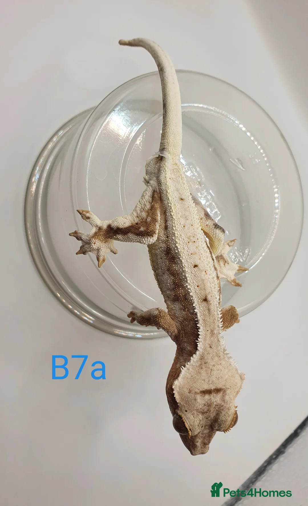 Gecko reptiles for sale: Sub adult crested geckos - Advert 17