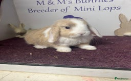 Mini Lop rabbits for sale: Beautiful litter of mixed mini lops  - Image 2