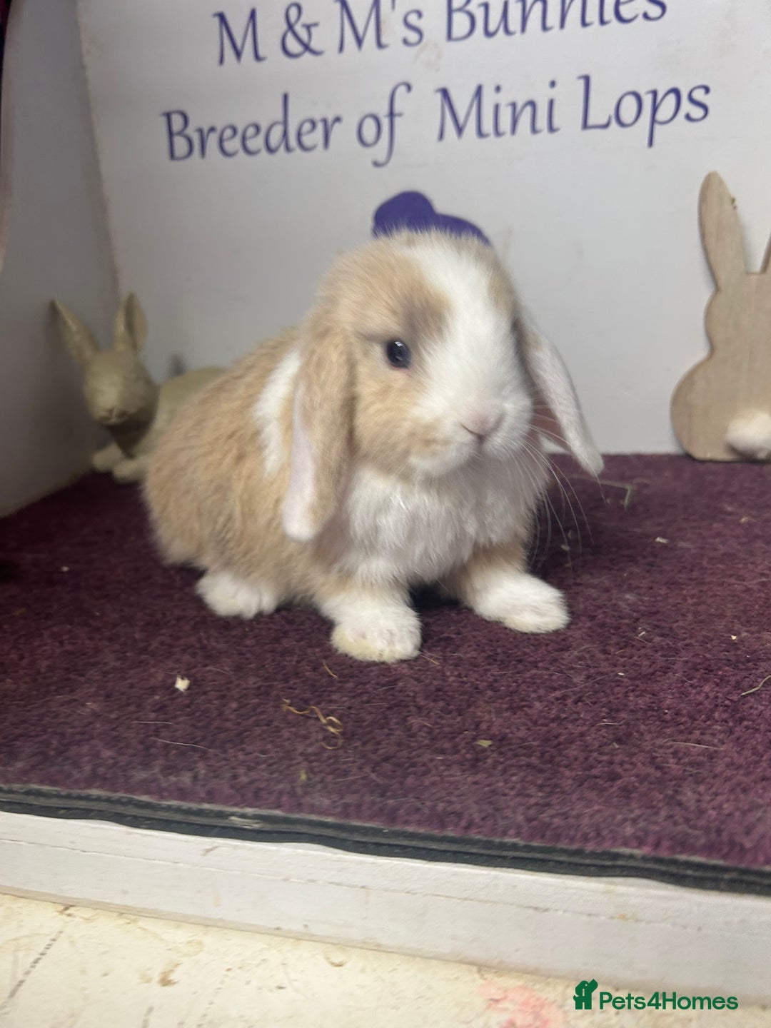 Mini Lop rabbits for sale: Beautiful litter of mixed mini lops  - Image 2