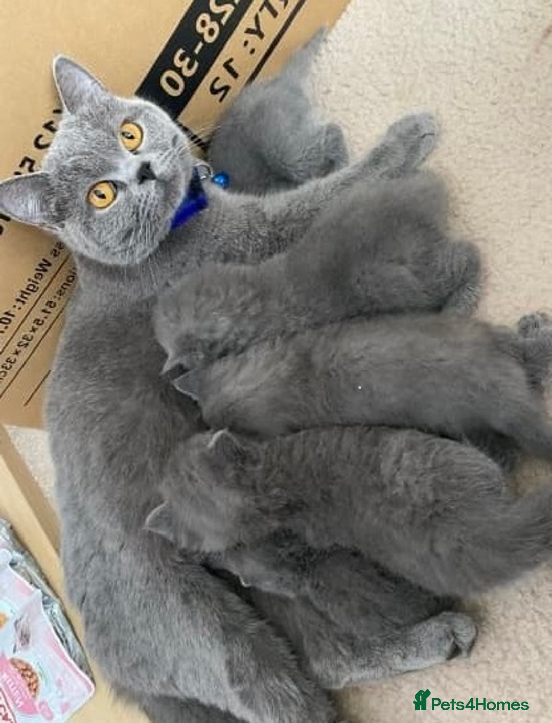 British Shorthair cats for sale: wonderfully raised B S H KITTIES for you - Image 7