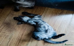 Bengal cats for sale: Three Bengals - Image 7
