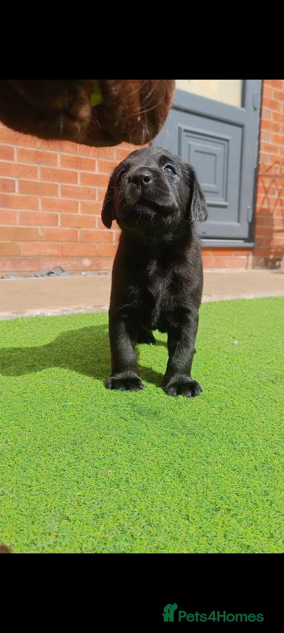 Labrador Retriever dogs Black Labrador puppies for sale  - Advert 3