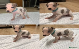 Whippet dogs for sale: ⭐️ LAST beautiful - KC Whippet pup. ⭐️ - Image 8